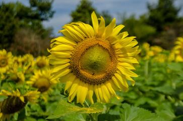 Yellow sunflower in the field