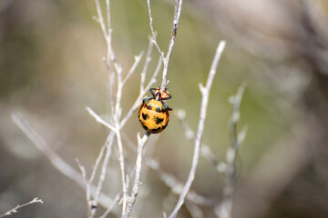 Colourful Orange and Green Bug on a Branch With Eggs Isolated