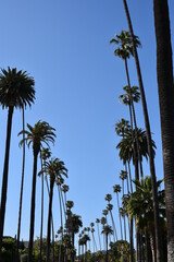 Palm Tree Street in Los Angeles CA
