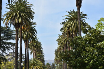 Palm Tree Street in Los Angeles CA