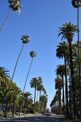 Palm Tree Street Los Angeles CA