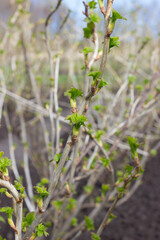 Bush of currant berry with young leaves