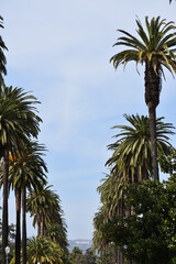 Palm Tree Street, Los Angeles CA