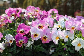 春の花　スミレの花壇
Spring flower violet