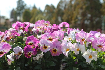 春の花　スミレの花壇
Spring flower violet