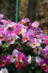 春の花　スミレの花壇
Spring flower violet