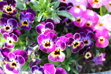 Fototapeta na wymiar 春の花　スミレの花壇 Spring flower violet