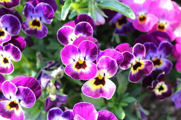 Obraz na płótnie Canvas 春の花　スミレの花壇 Spring flower violet