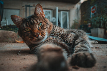 little giant cat enjoying the outdoors