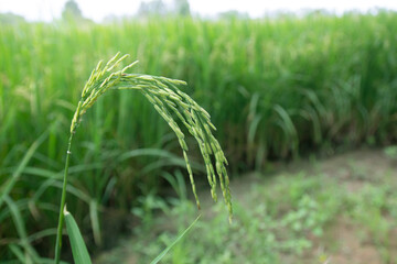 Rice field with golden ear of rice ready for harvest