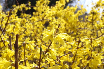 210319緑の王国れんぎょう