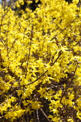 春の黄色花レンギョウ