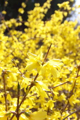 春の黄色花レンギョウ