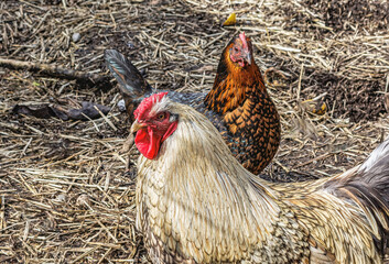 Rooster and chicken at the farm - chicken coup