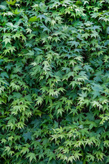 Maple Leaf Biophilic Green Wall