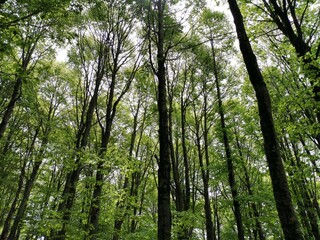 trees in the forest