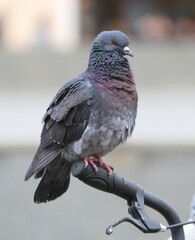 A pigeon sits on the handlebars of a bicycle