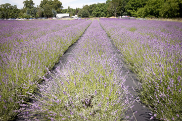 Obraz na płótnie Canvas Rows of lavender in a field