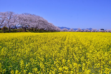 Field of canola flower and cherry blossoms in Fujiwara-kyo Palace Site, Japan