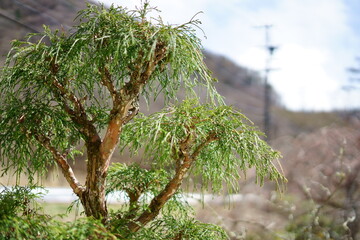 木