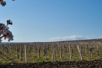 Fototapeta na wymiar Image of a vineyard in early spring.
