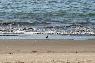 Horizontal view of beach bird on sand with waves in background