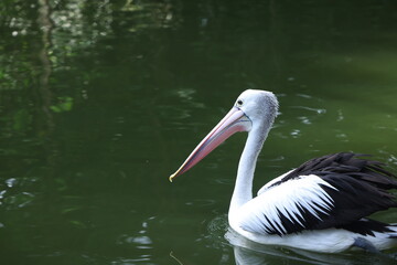pelican on the water