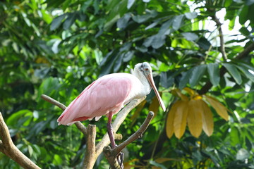 Spoonbill in forest