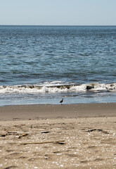 Vertical view of beach bird on sand with waves in background and coastline