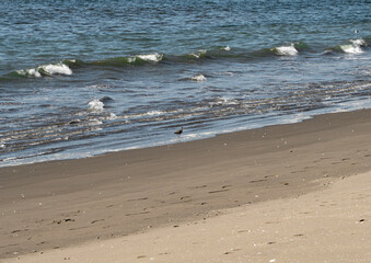 Beach bird on the sand with waves in the background