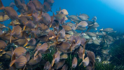 Underwater Fishes