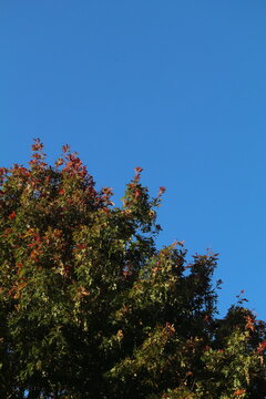 A pin oak tree, Quercus palustris, with the leaves just turning red in early autumn. The sky is a clear blue. Portrait.