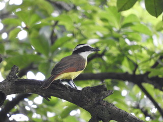 Luis bienteveo común (Pitangus sulphuratus) posado en rama de árbol.