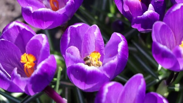 Spring flowering crocus, the first flowers of spring. High quality photo