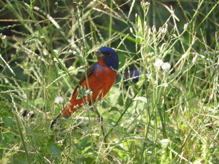 Canario mariposa (Passerina ciris) alimentándose.