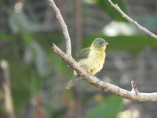 Canario mariposa hembra (Passerina ciris) posada en un árbol.