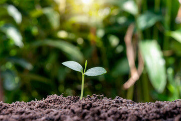Small trees with green leaves, natural growth, and sunlight, the concept of agriculture, and sustainable plant growth.