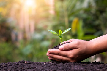 Farmer's hands planting saplings on the ground and green background blur with afforestation and...