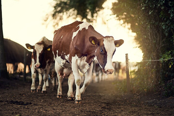 Mooooving on to greener pastures. Shot of a herd of cows walking along a farm lane.