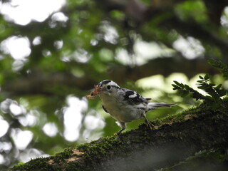Reinita trepadora o Chipe trepador (Mniotilta varia) alimentándose en árbol.