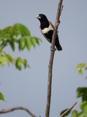 Capuchino tricolor (Lonchura malacca) posados en rama de árbol.