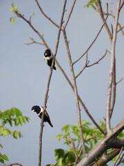 Capuchino tricolor (Lonchura malacca) posados en rama de árbol.