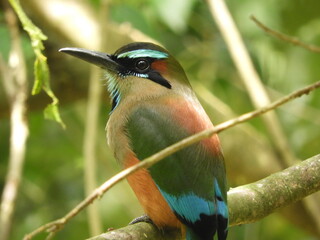 Momoto cejas azules ( Eumomota superciliosa ) de perfil posado en un árbol.