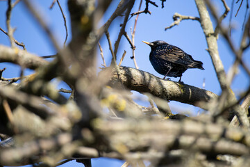 Common Starling (Sturnus vulgaris) on a branch. High quality photo