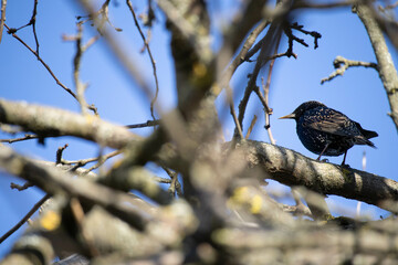 Common starlingin early spring