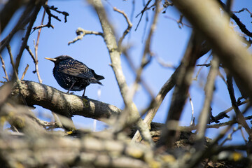 Wildlife photo - the european starling in forest, Danubian wetland, Europe
