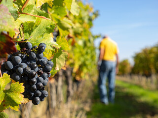 Close-up of red grapes in a vineyard with farmer at work. Gironde, Aquitaine. France