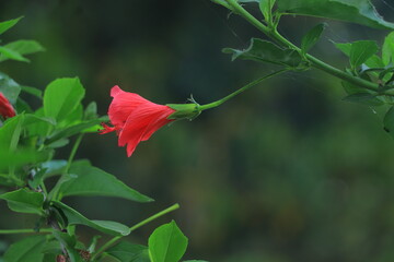 Nature
red flower
background blur
green background
colourfull background
jaba flower