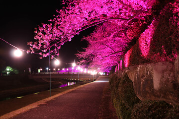 愛媛県愛南町　南楽園の夜桜