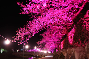 愛媛県愛南町　南楽園の夜桜